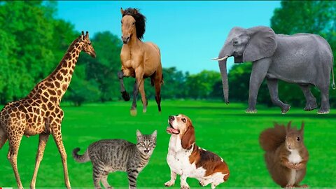 The Beautiful World of Animals - Elephant, Squirrel, Giraffe, Chicken, Dog, Cat
