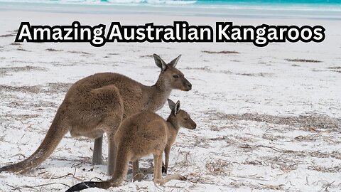 Amazing Australian Kangaroos