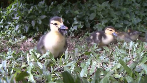 Duck Babies Eating Grass