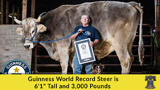Guinness World Record Steer is 6'1" Tall and 3,000 Pounds