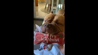 Massive Pit Bull opens his “Merry Woofmas” Christmas cookies 🦁😋