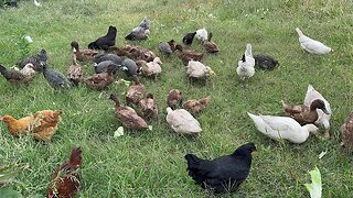 Chickens Feeding Time - Ak Annekna