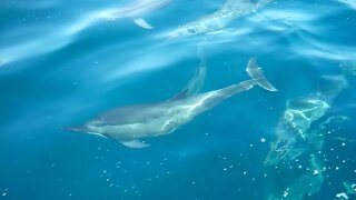 Dolphins of Mochima National Park Venezuela 2016 "Courtesy of Cesar Gomez Cumana"