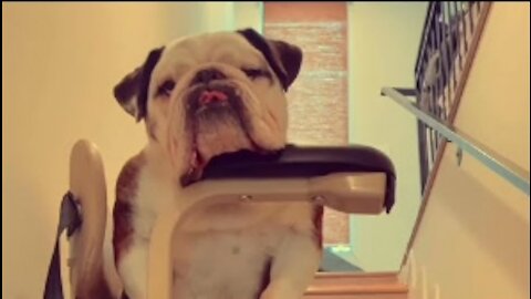 Dogs Comfortably Sit on Stairlift to Commute Downstairs at Their Place