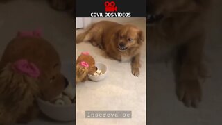 cachorro morrendo de ciúmes 😂😂😂