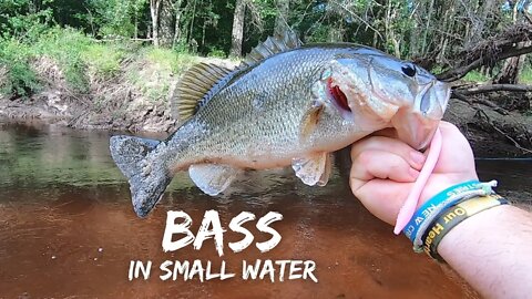 Catching Bass in Shallow Creeks (Georgia)