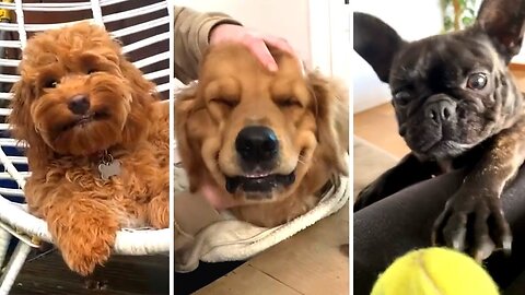 The Best DOG Videos of 2022 😂 Hilarious Dogs Compilation! 🐶