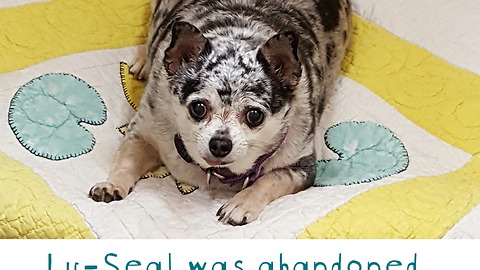 Morbidly Obese Chihuahua Loses Almost Half Her Body Weight