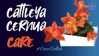 Cattleya cernua CARE | Semi Hydro | Inorganic #CareCollab #Sophronitiscernua