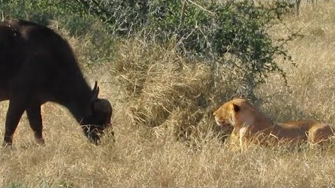 THIS BUFFALO NEEDS GLASSES...