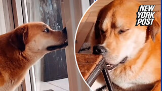 Dog loves to smoosh his face onto everything