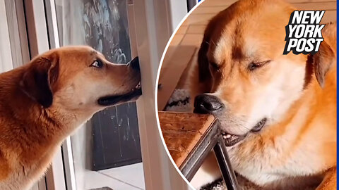Dog loves to smoosh his face onto everything