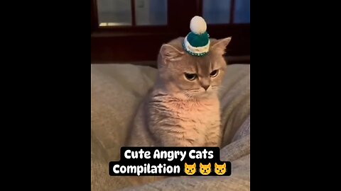 Cute Angry Cats 😾 Compilation Video.