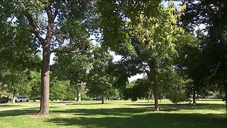 Extreme weather puts stress on trees. What to look for in your yard