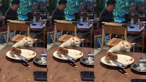 Cat was not eating food then see what happened next