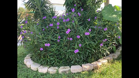 Mexican Petunia