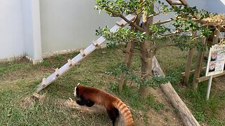 Red pandas 🐼
