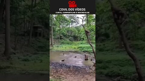 macacos pulando no trampolim da selva