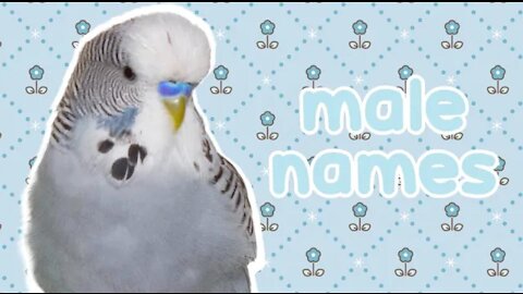 ❤️Male Names For Your Perrot 🐦