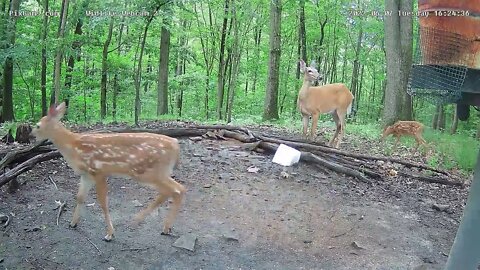 First twin fawn sighting of the season 6/7/22