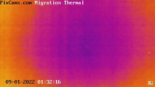 Fall Migration 2022 Thermal Camera - 9/1/2022 @ 1:32