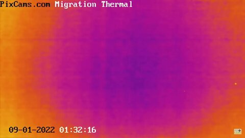 Fall Migration 2022 Thermal Camera - 9/1/2022 @ 1:32