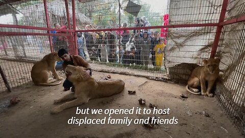 Rafah zookeepers "feed lions bread" amid food shortages in Gaza