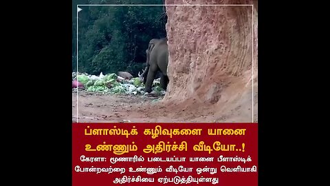 dustbin vs elephant