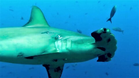 Battle-scarred hammerhead sharks closely inspect scuba divers