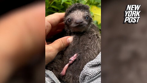 Baby sloth found with umbilical cord still attached