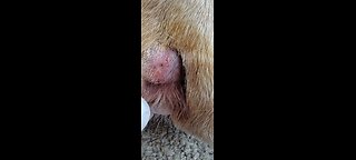 Dog toe abscess.