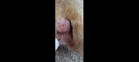 Dog toe abscess.