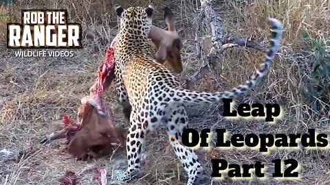 Leap Of Leopards: Mother And Cubs (12): Impala Provides A Meal