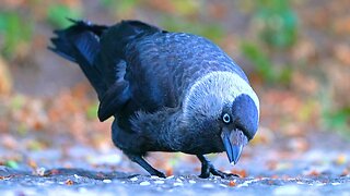 Blue Eyed Jackdaw Eating Rice on a Stone Wall