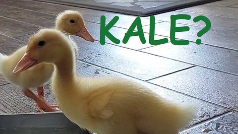 Cute Ducklings Awkwardly Await Kale Delivery