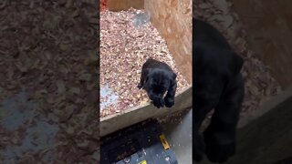 6 week old CaneCorso puppies