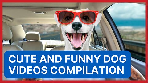 🔴 Cute and Funny Dog Videos Compilation🤣🤣🤣 🔴
