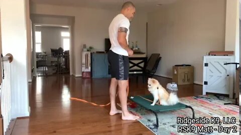 Little Dog - Dog Training.