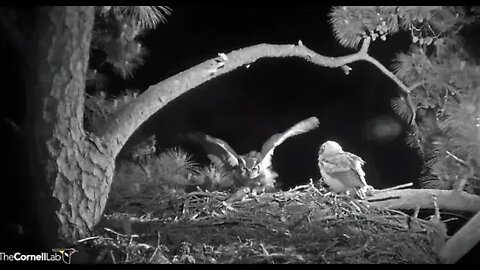 Mom Returns With Dinner-Cam One 🦉 4/10/22 22:19