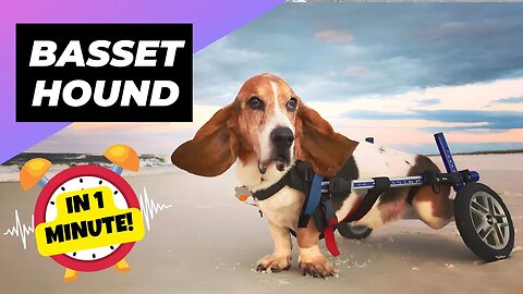 Basset Hound - In 1 Minute! 🚨 The Truth Behind Their Health! | 1 Minute Animals