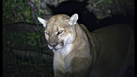 Colorado Activists Pushing Ballot Initiative to Ban Hunting of Mountain Lions