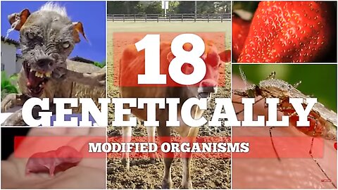 18 Genetically Modified Organisms you Didn't Know About
