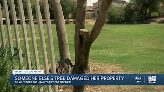 Valley woman faces dilemma after someone else's tree damages her property