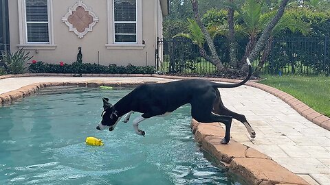 Playful Great Dane Loves To Oink Her Piggy While Swimming