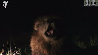Stunning Sound Of Two Male Lions Roaring In The Darkness - Awesome!