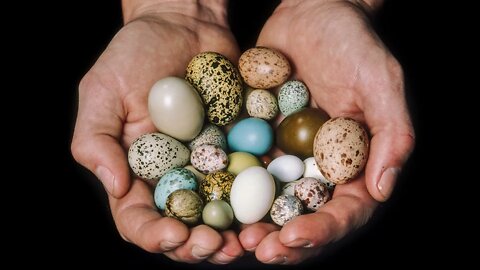 As 5 aves que põem ovos coloridos