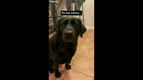 Sad Labrador Dog suddenly Got Excited
