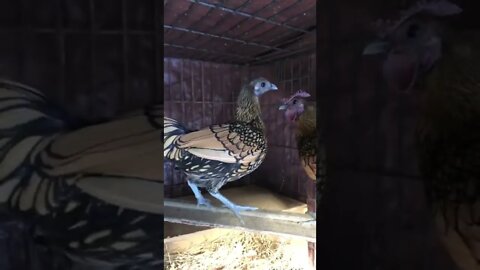 Putting a nesting box in sebright cage after winter solstice has passed