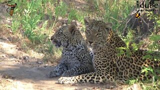 Leopard And Cub - Life Outside The Bushcamp - 32: Enjoying The Morning Sun