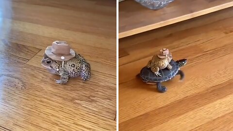 Frog wearing a cowboy hat rides on turtle's shell